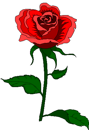 la belle rose